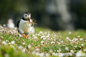 Puffin Gathering Nesting Material Photographed On Skomer Island During A Natureslens Puffins Photography Holiday
