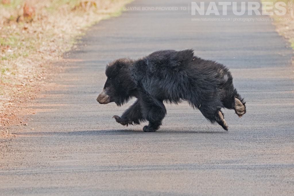 A Sloth Bear Runs Across The Road Photographed In Tadoba During A Natureslens Photography Holidayinindia
