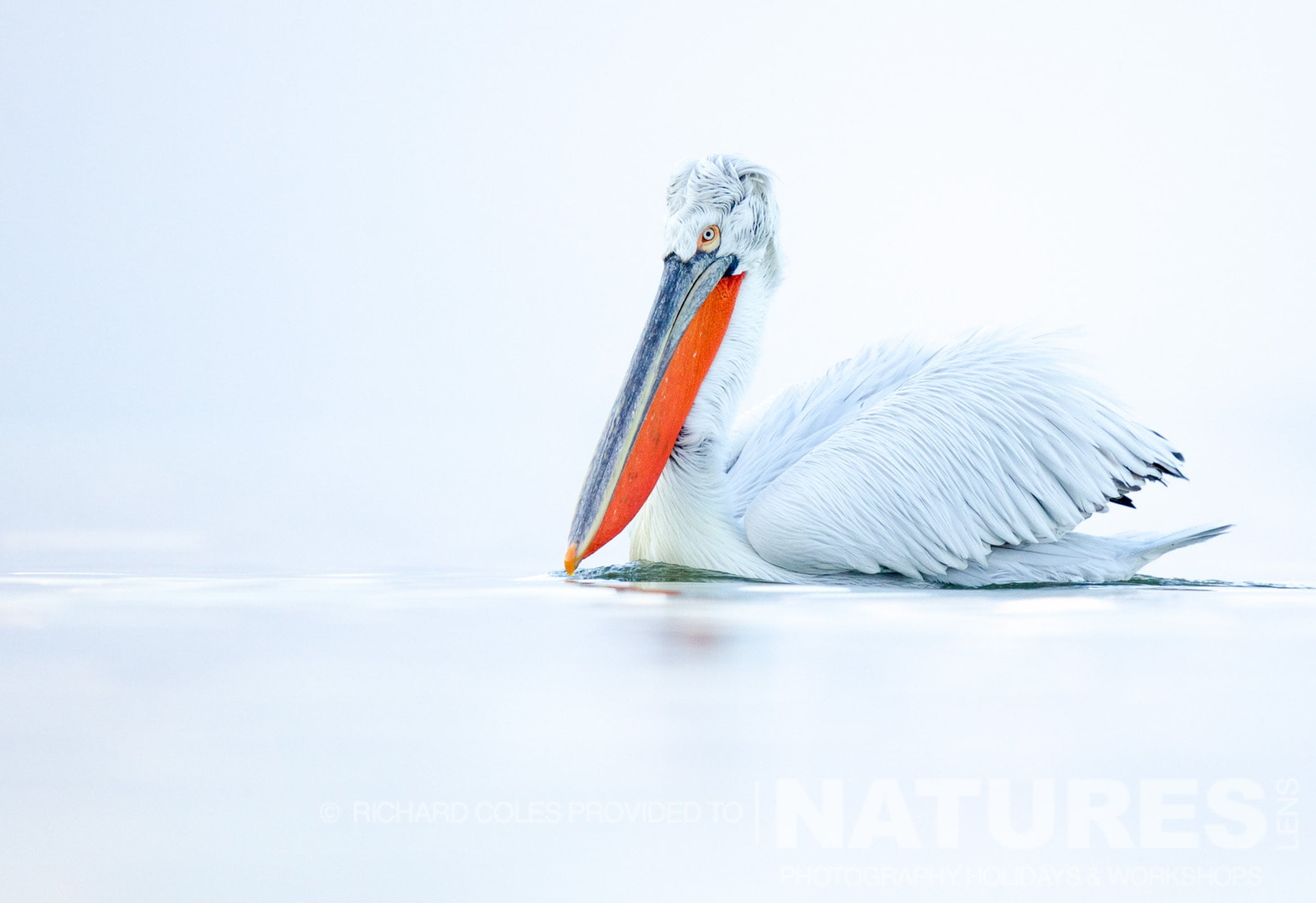 A solitary Dalmatian Pelican floats serenely on the milky lake photographed by Richard Coles during the 2016 NaturesLens Dalmatian Pelican Photography Holiday