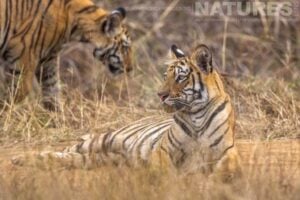 a tiger family photographed in tadoba during a natureslens photography holiday in india