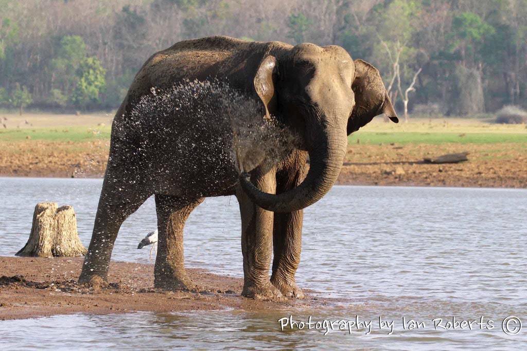 Elephant Photographed By Ian Roberts Whilst On A Natureslens Photography Holiday In India