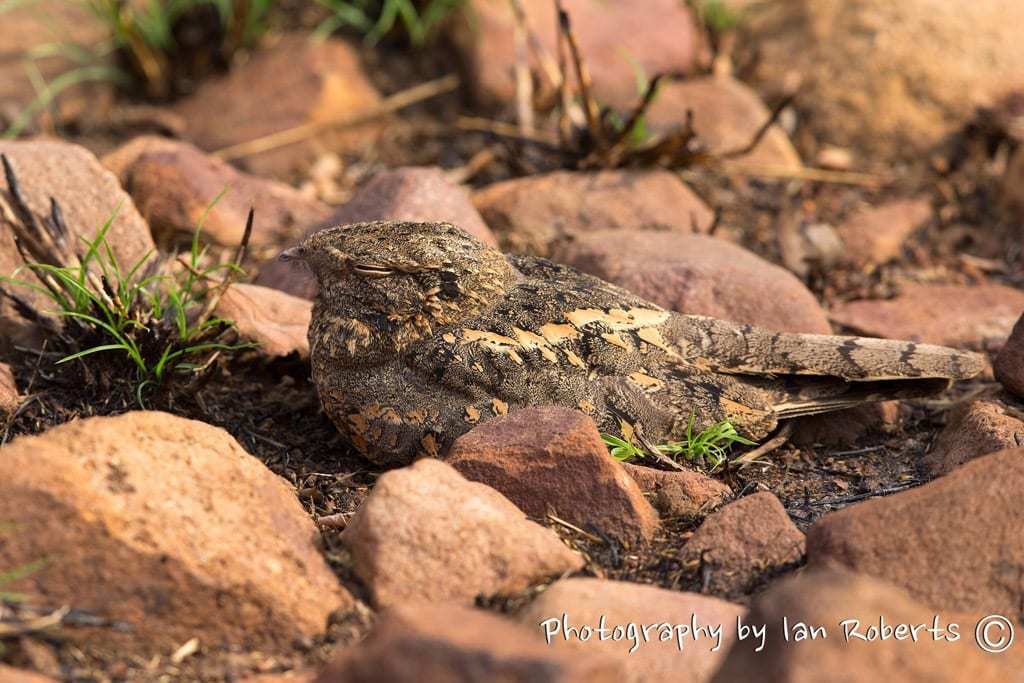 Nightjar Photographed By Ian Roberts Whilst On A Natureslens Photography Holiday In India