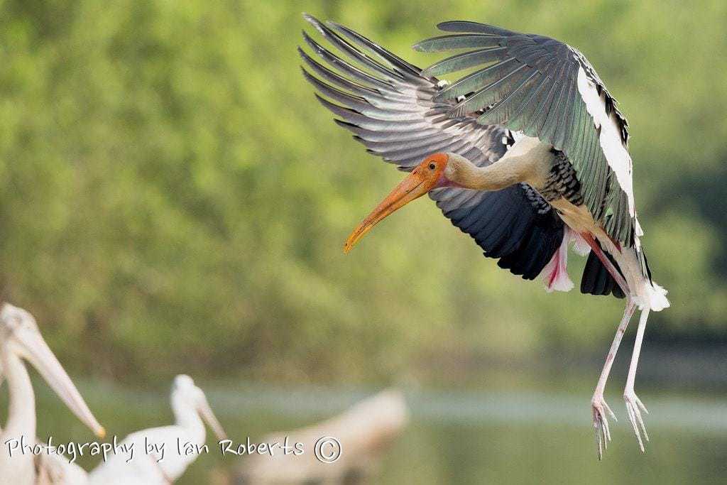 Painted Stork Landing Photographed By Ian Roberts Whilst On A Natureslens Photography Holiday In India