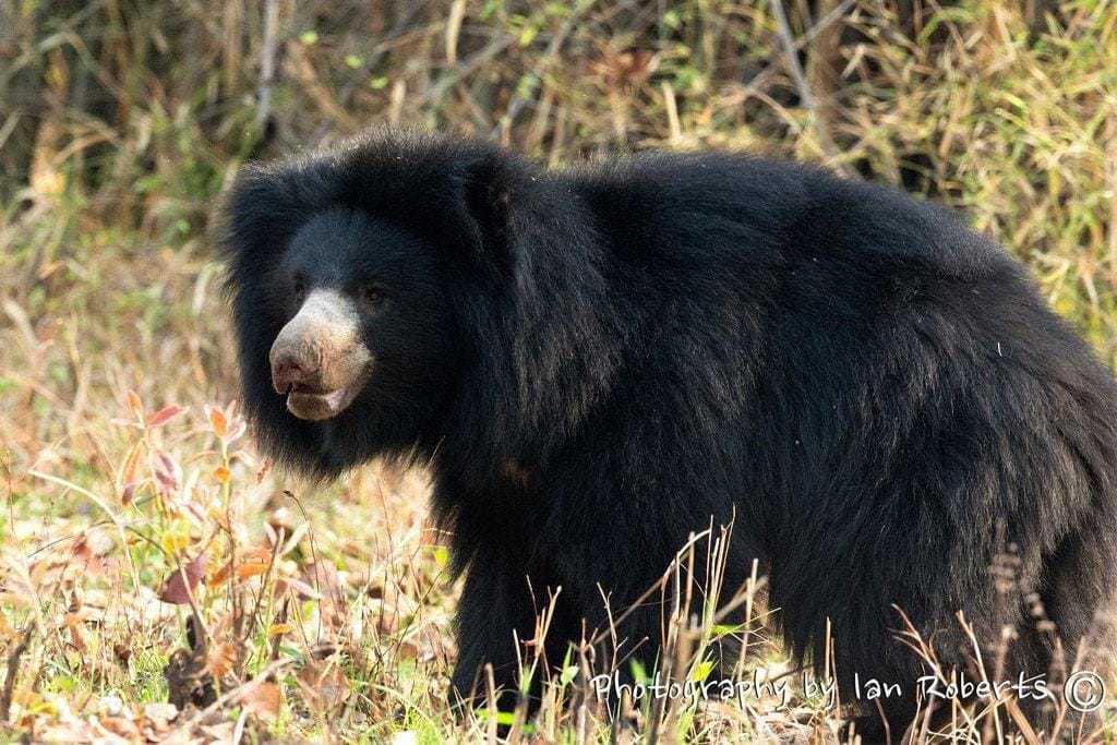 Sloth Bear Photographed By Ian Roberts Whilst On A Natureslens Photography Holiday In India