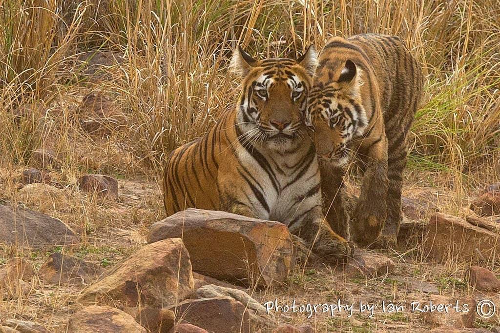 Sonam'S Cub Photographed By Ian Roberts Whilst On A Natureslens Photography Holiday In India