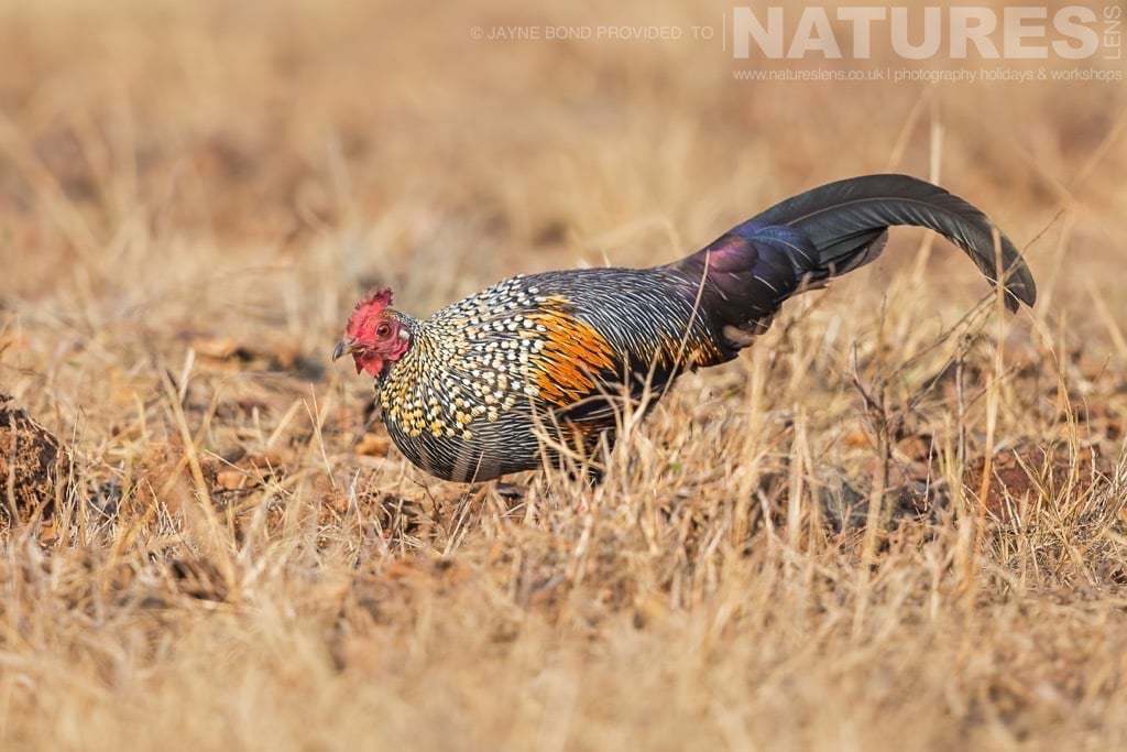 The Ubiquitous Jungle Chicken Photographed On A Natureslens Photography Holiday In India