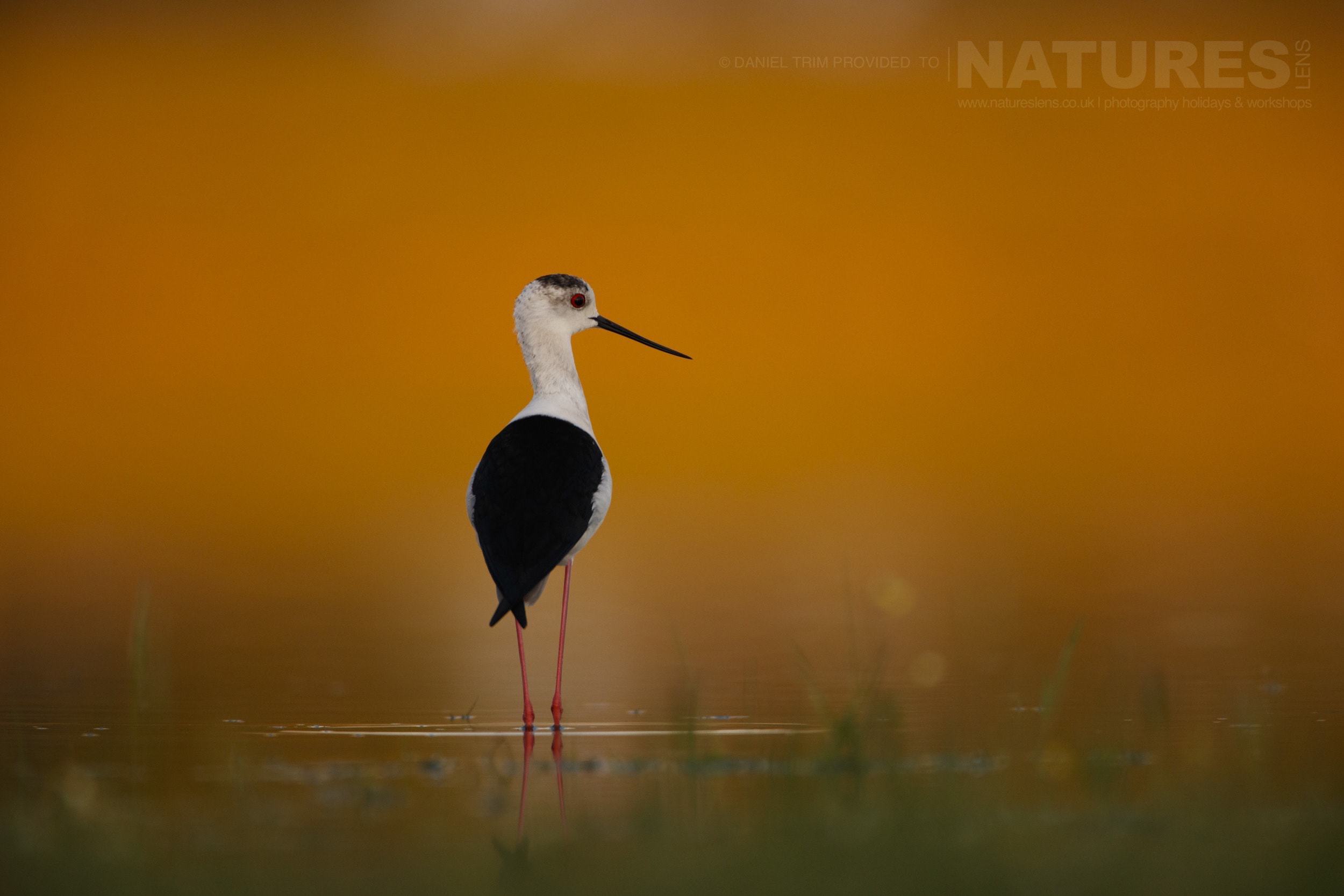 A Black Winged Stilt photographed from a lake hide photographed on the NaturesLens Birds of Calera Photography Holiday in Spain