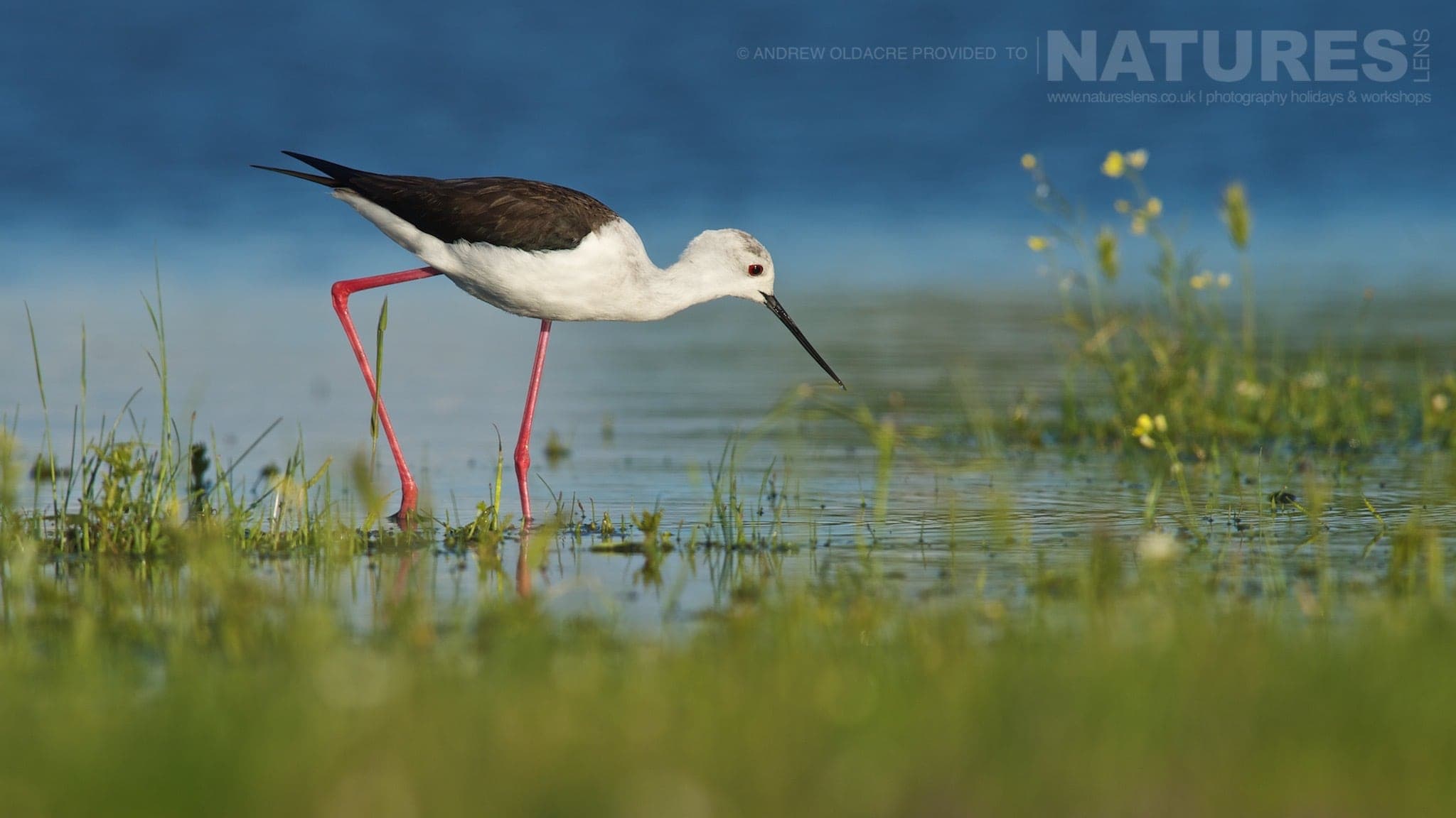 A Black Winged Stilt walks along the shoreline photographed from a lake side hide photographed on the NaturesLens Birds of Calera Photography Holiday