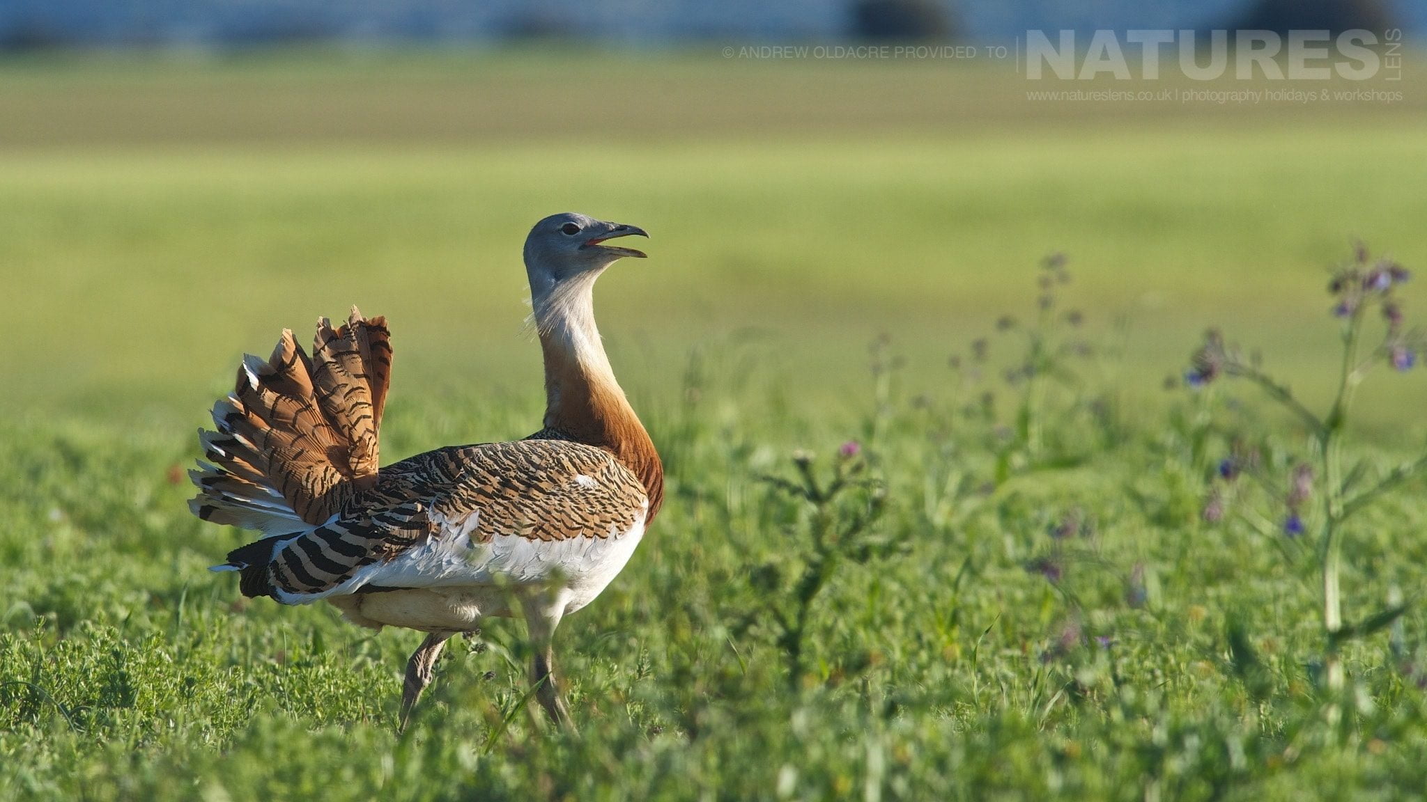 A Greater Bustard On The Spanish Plains - Photographed On The Natureslens Birds Of Calera Photography Holiday