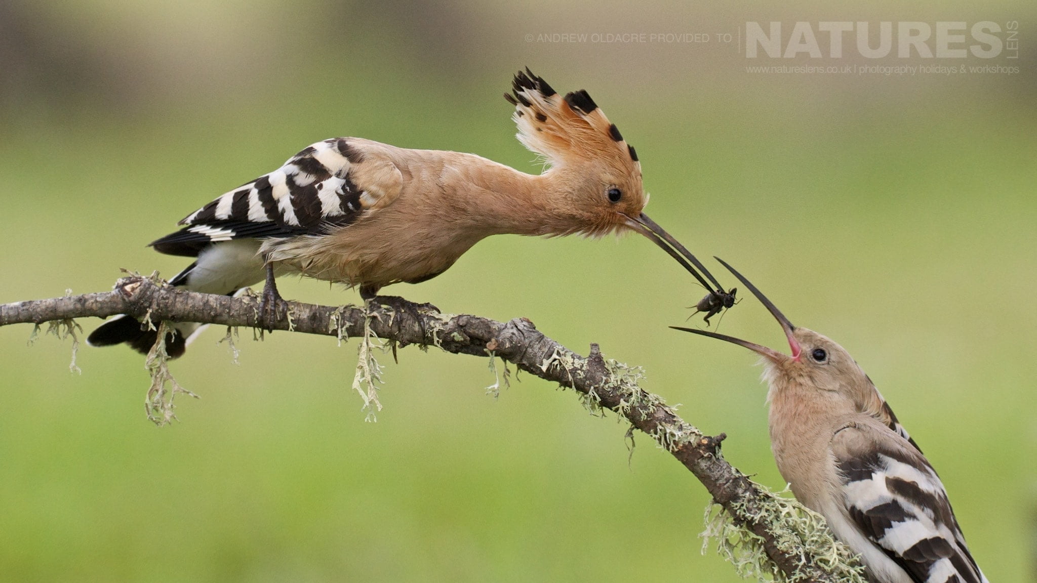 A Hoopoe Delicately Feeds It'S Young - Photographed On The Natureslens Birds Of Calera Photography Holiday