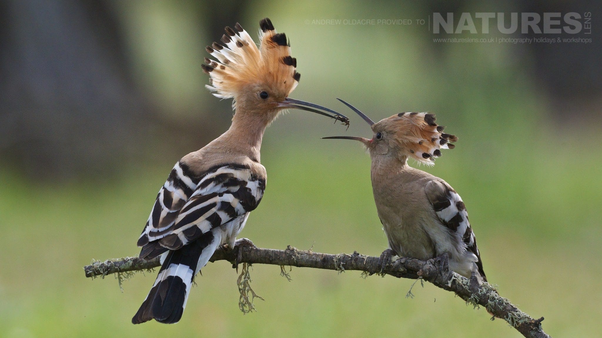 A Hoopoe Feeding It'S Young In A Spanish Olive Grove - Photographed On The Natureslens Birds Of Calera Photography Holiday