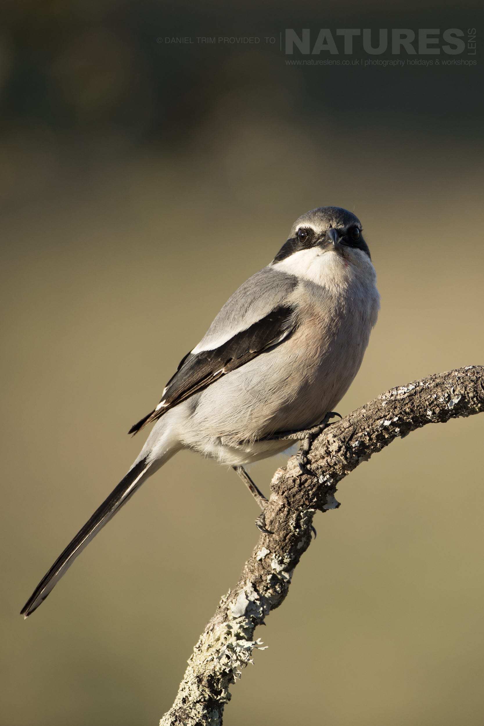 A Perched Southern Grey Shrike - Photographed On The Natureslens Birds Of Calera Photography Holiday In Spain
