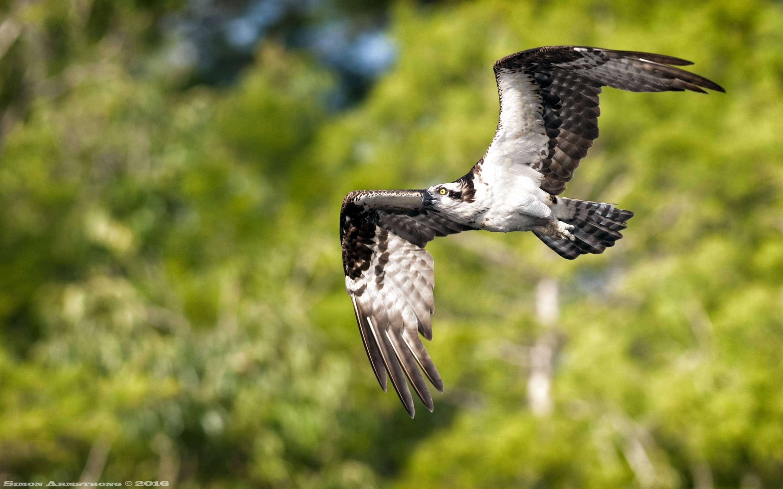 Heading out to make another catch one of the many ospreys that flew above the boat evey morning photographed on the NaturesLens Ospreys of Blue Cypress Lake Photography Holiday scaled