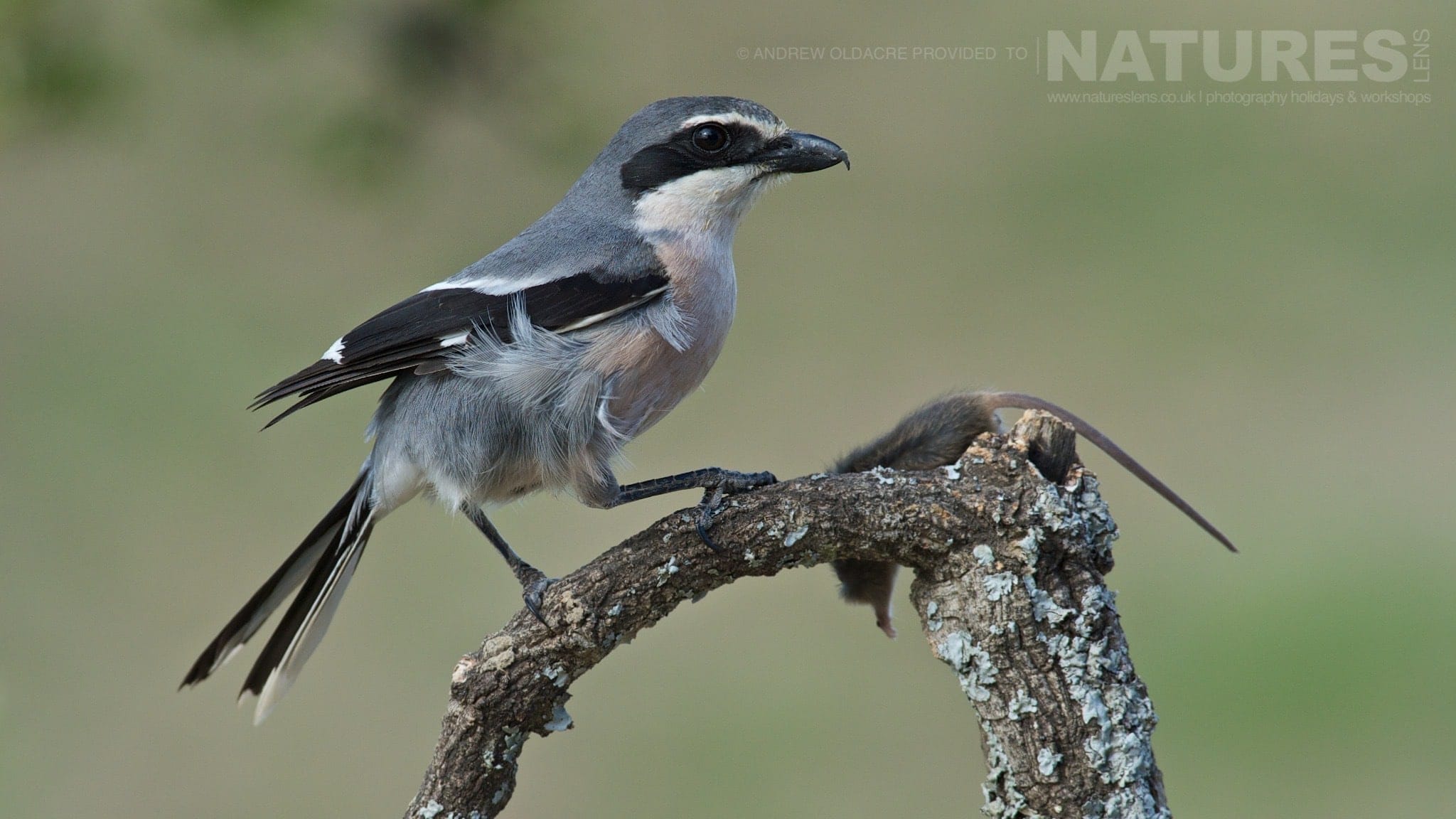 One Of The Southern Grey Shrikes Found On The Spanish Plains - Photographed On The Natureslens Birds Of Calera Photography Holiday