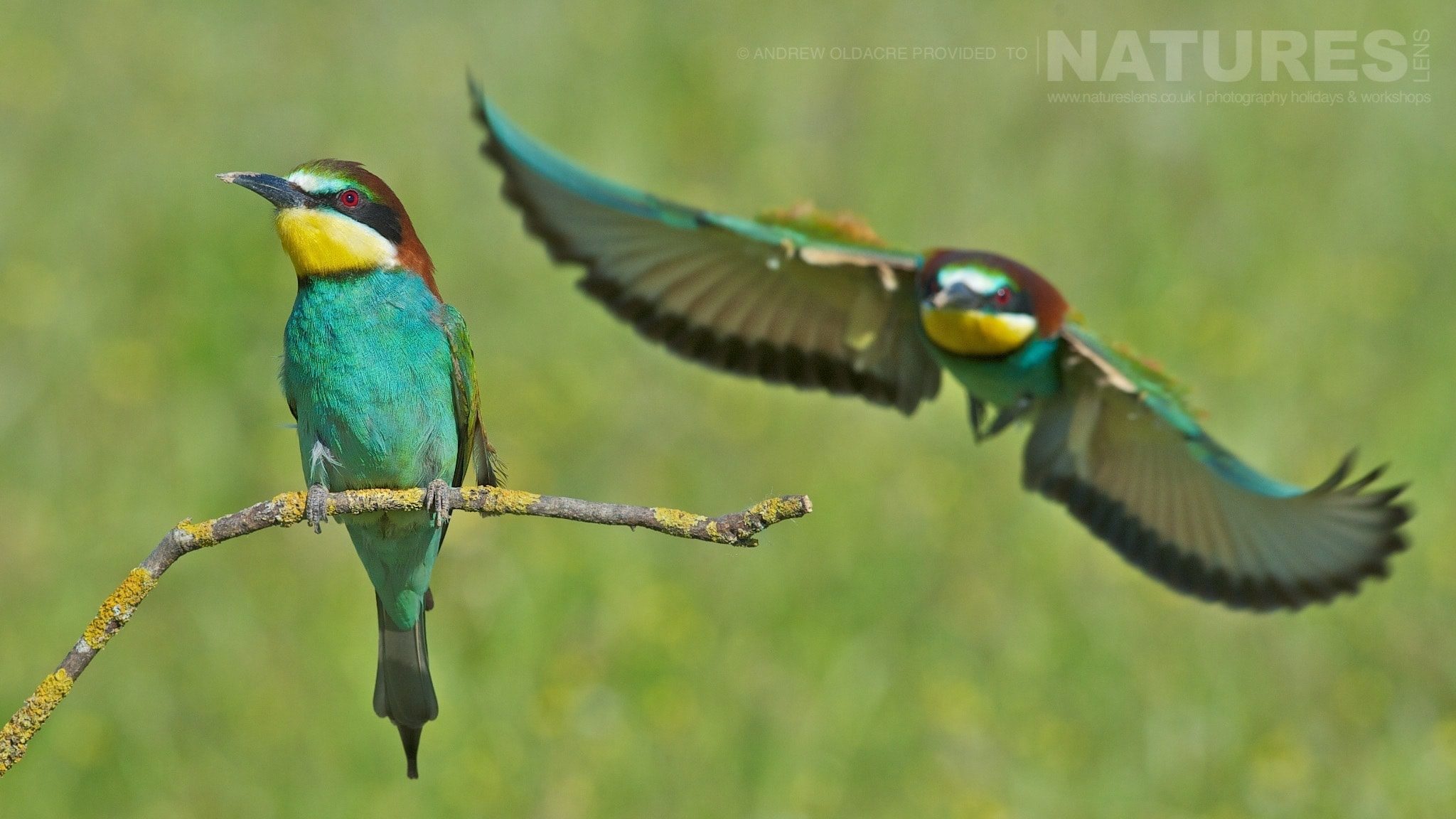 The Ever-Colourful Bee-Eaters Of The Spanish Plains - Photographed On The Natureslens Birds Of Calera Photography Holiday