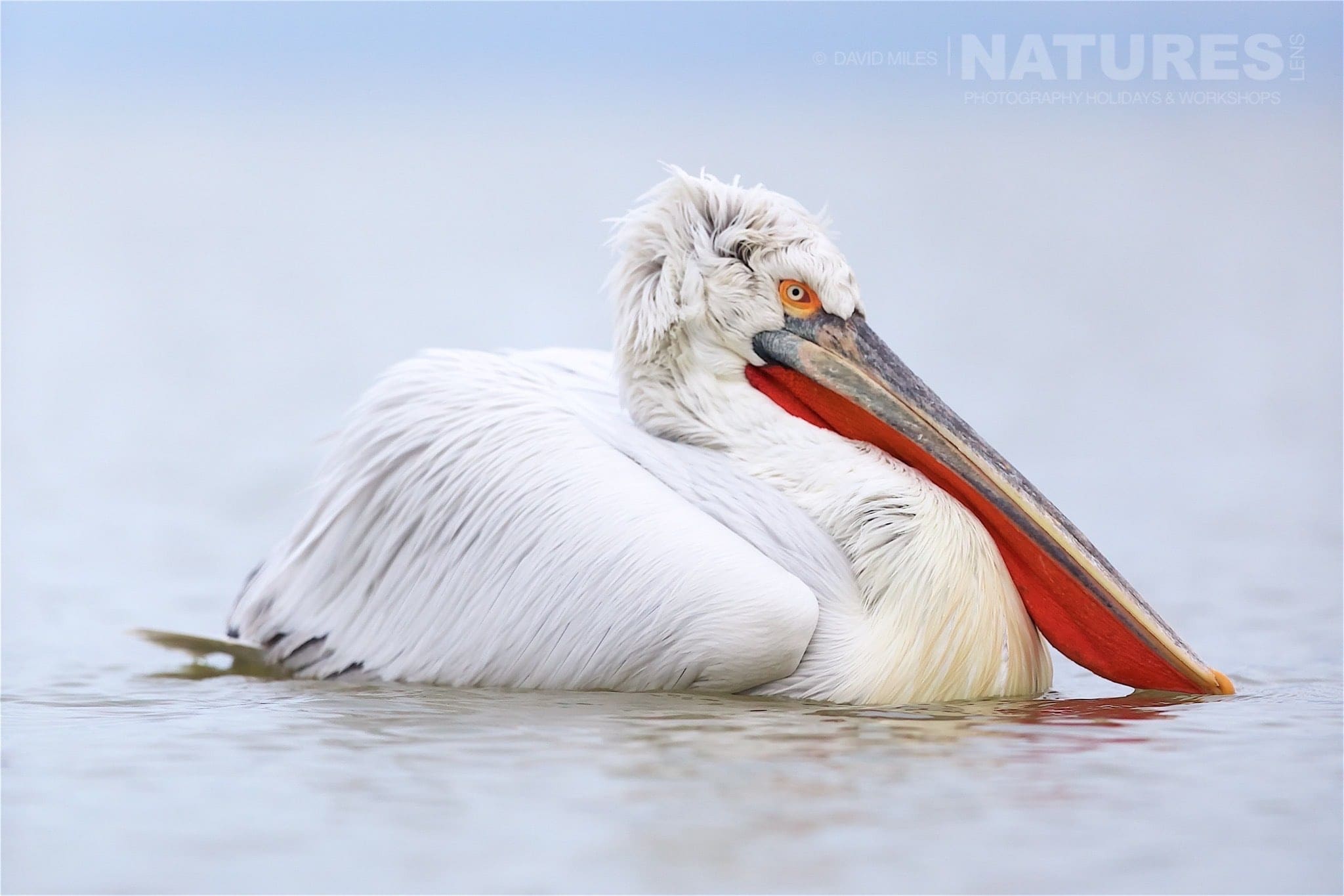 Almost prehistoric in appearance the dalmatian pelicans of Greece are extremely photoegenic photographed on the NaturesLens Dalmatian Pelicans of Lake Kerkini wildlife photography holiday