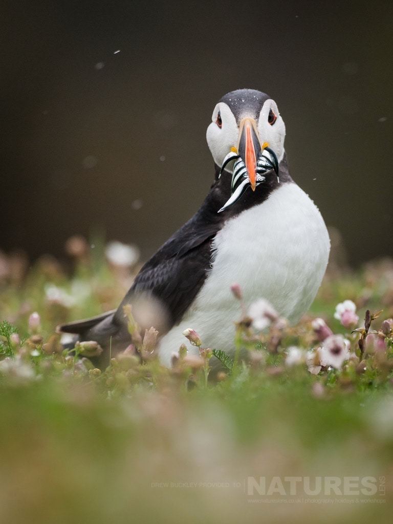 A Beak Full Of Sand-Eels - A Portrait Of An Atlantic Puffin - Photographed During The Natureslens Skomer Puffins Photography Holiday