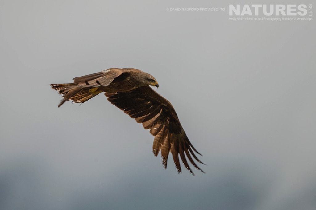 A Black Kite Circles The Carrion Site Seeking Out Meat Amongst The Cacaphony Of Birds Beneath - Photographed On The Natureslens Birds Of The Spanish Plains Photography Holiday
