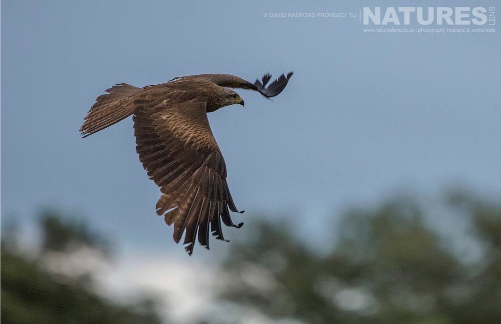 A Black Kite Soars Above The Feeding Frenzy Of The Carrion Hide Site - Photographed On The Natureslens Birds Of The Spanish Plains Photography Holiday