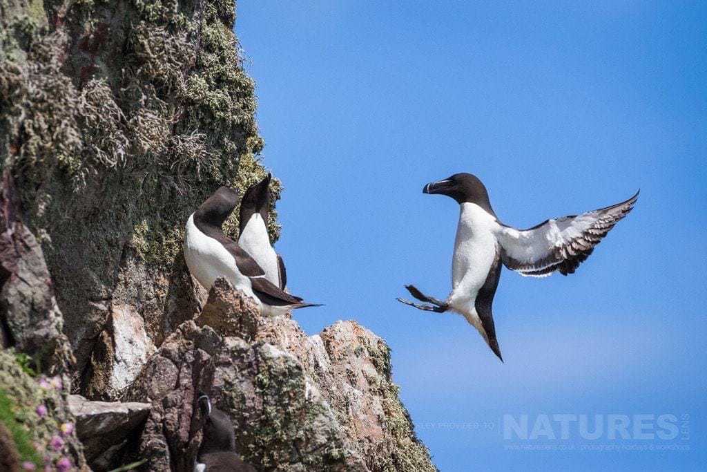 A Gullemot Comes In To Land On One Of The Cliff Faces - Photographed During The Natureslens Skomer Puffins Photography Holiday