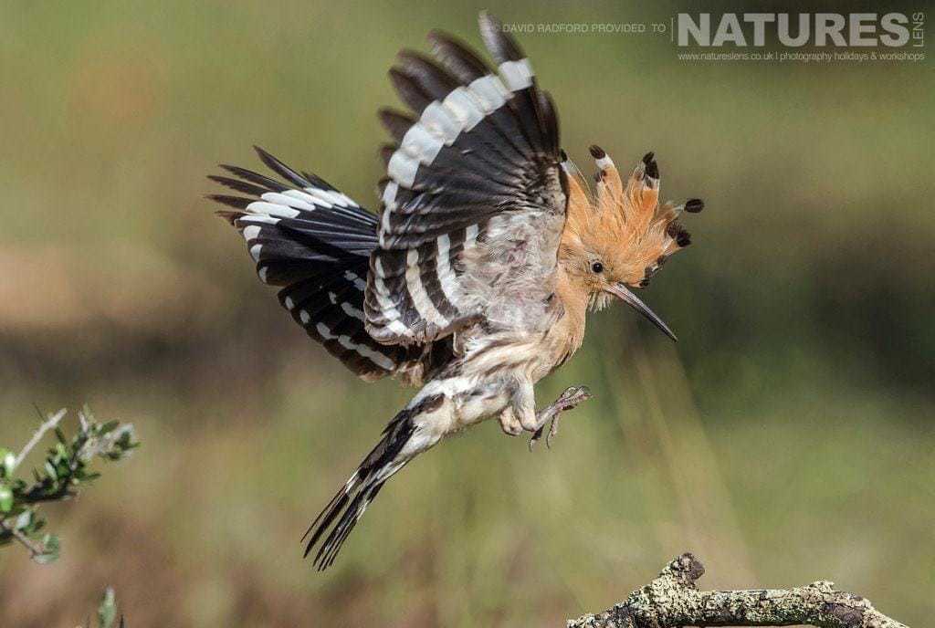 A Hoopoe Comes In To Land, Showing Off The Crest Which Is The Trademark Feature Of These Birds - Photographed On The Natureslens Birds Of The Spanish Plains Photography Holiday