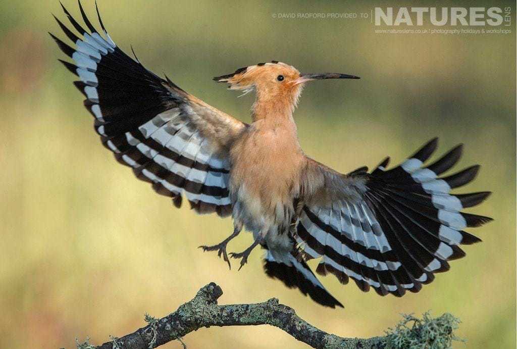 A Hoopoe Delicately Comes In To Land, Showing Off It'S Amazing Wing Feathers - Photographed On The Natureslens Birds Of The Spanish Plains Photography Holiday