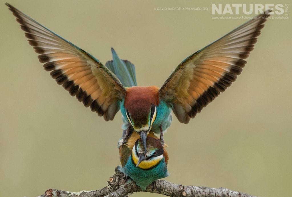 A Pair Of Bee-Eaters Mating On The Spanish Plains - Photographed On The Natureslens Birds Of The Spanish Plains Photography Holiday