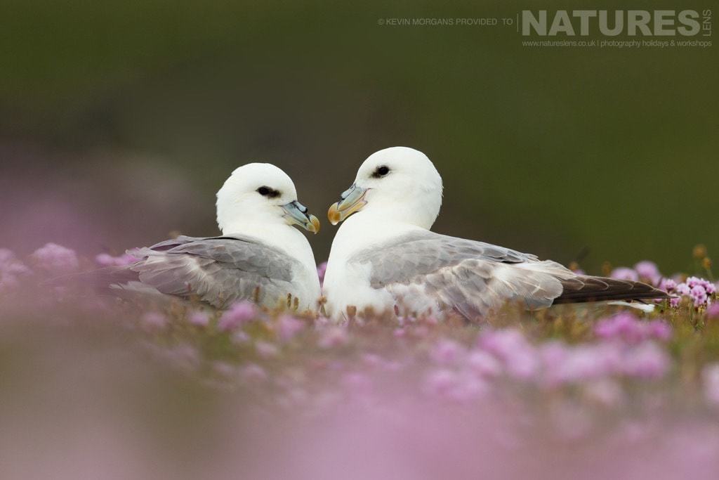 A Pair Of Fulmar Sitting Amongst The Thrift In The Reserve Near Sumburgh Head On Shetland- Photographed On The Natureslens Puffins Of Fair Isle Photographic Holiday