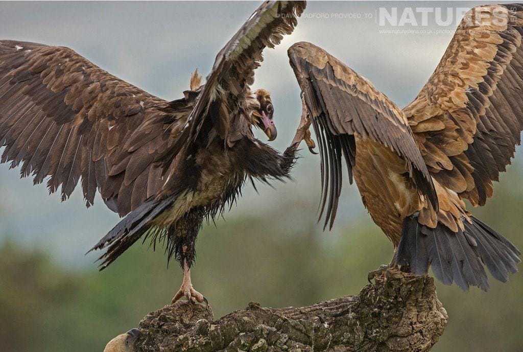 A Pair Of Vultures Scuffle Above The Feeding Frenzy Below - Photographed On The Natureslens Birds Of The Spanish Plains Photography Holiday