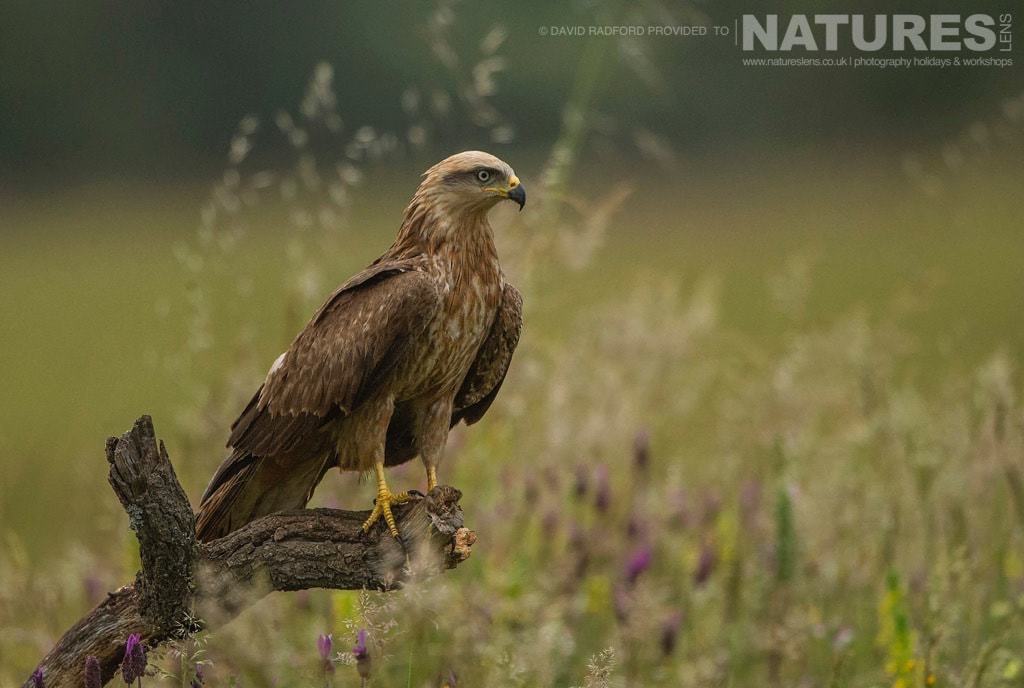 A perched black kite amongst the grass wild flowers of the Spanish plains photographed on the NaturesLens Birds of Calera Photography Holiday