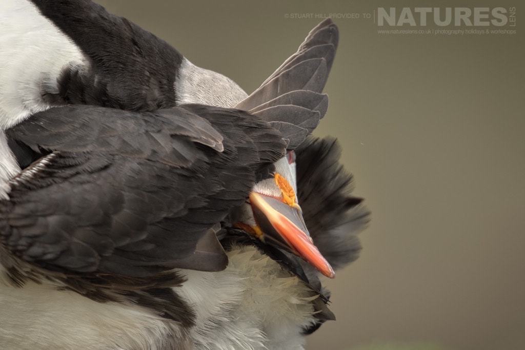 A Preening Atlantic Puffin - Photographed On The Natureslens Puffins Of Fair Isle Photography Holiday