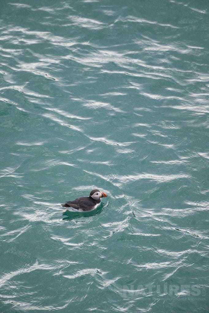 A Puffin Bobs In The Bay - Photographed During The Natureslens Skomer Puffins Photography Holiday