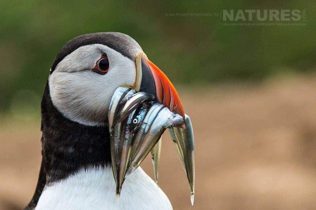 A Puffin Lands At The Wick With A Mouthful Of Sand Eels - Photographed During The Natureslens Skomer'S Puffins Photography Holiday