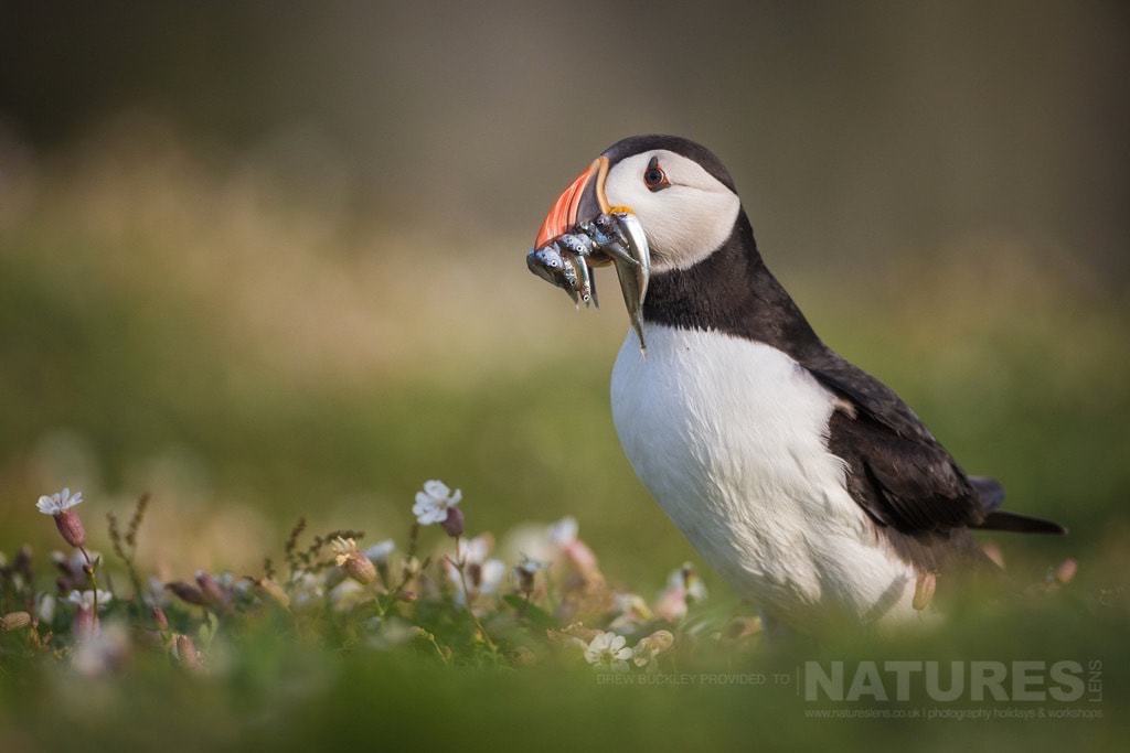 A Puffin Seeks Out A Burrow Amongst The Sea Campion - Photographed During The Natureslens Skomer Puffins Photography Holiday