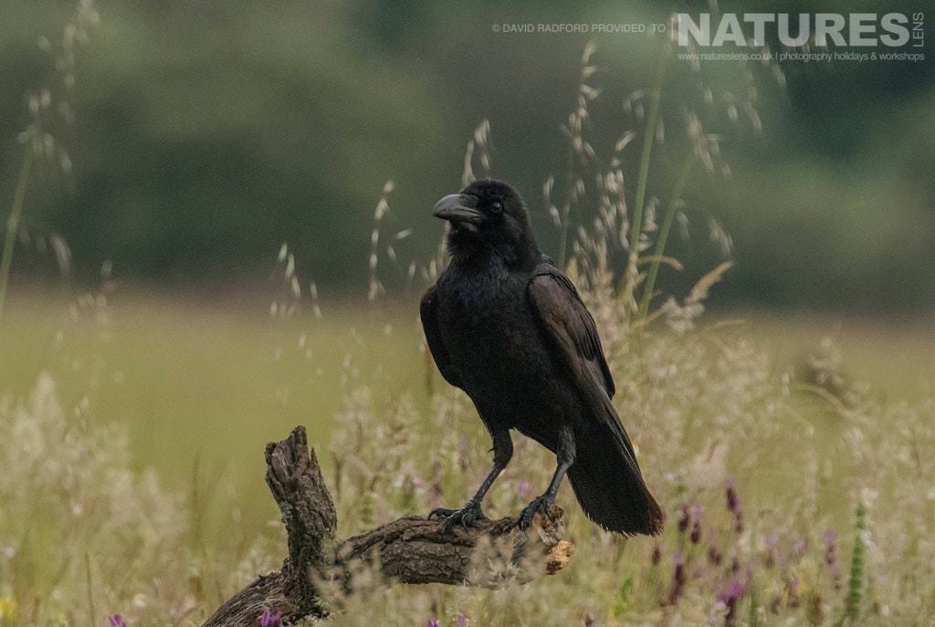 A Raven Perches Amongst The Grass &Amp; Wild Flowers Of The Spanish Plains - Photographed On The Natureslens Birds Of The Spanish Plains Photography Holiday