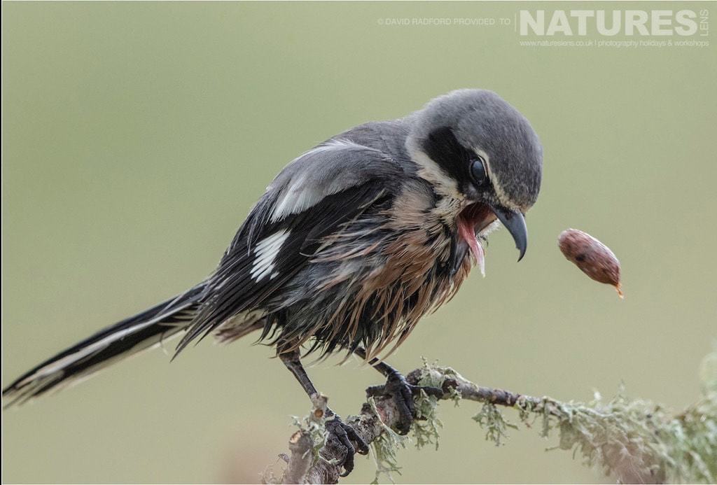 A Shrike Brings Up A Pellet - Photographed On The Natureslens Birds Of The Spanish Plains Photography Holiday