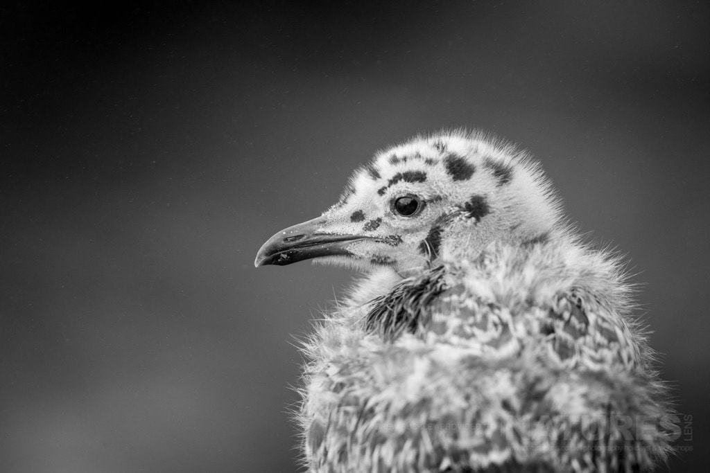 A Simple Image Of A Gull Chick - Photographed During The Natureslens Skomer Puffins Photography Holiday