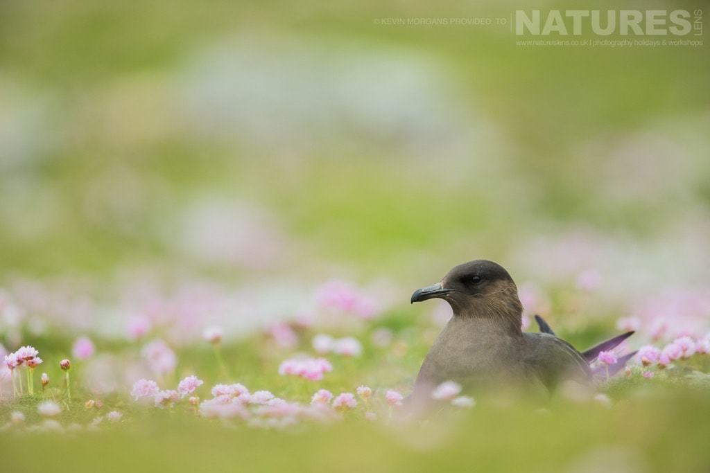 A Skua, Sitting Amongst The Thrift, Which Is Found On Both Shetland &Amp; Fair Isle - Photographed On The Natureslens Puffins Of Fair Isle Photographic Holiday
