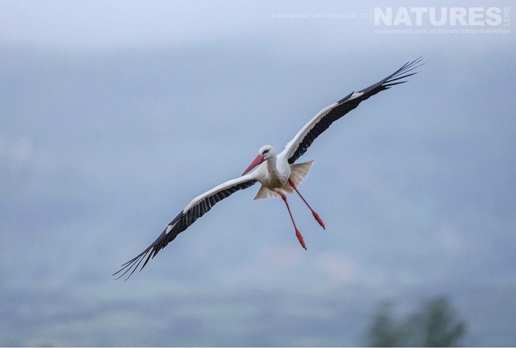 A Stork Banks As It Prepares To Land At The Carrion Hide Site - Photographed On The Natureslens Birds Of The Spanish Plains Photography Holiday