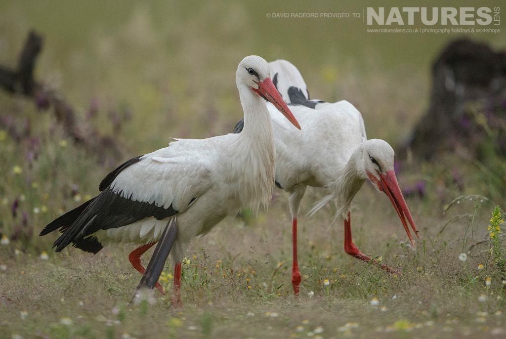 A Trio Of Storks Wander The Carrion Site Plucking Meat From The Ground - Photographed On The Natureslens Birds Of The Spanish Plains Photography Holiday
