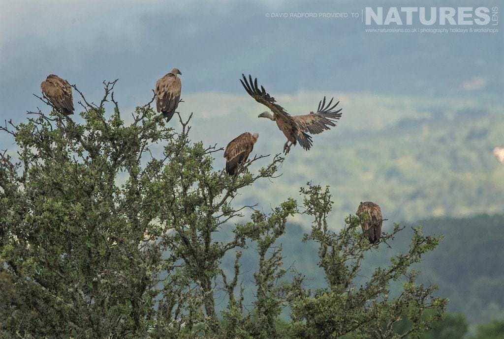 A Venue Of Vultures Perched Amongst The Tress Surrounding The Carrion Site On The Spanish Plains - Photographed On The Natureslens Birds Of The Spanish Plains Photography Holiday