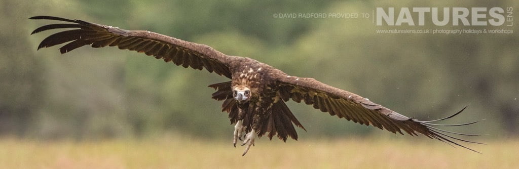 A Vulture Comes In To Land - Photographed On The Natureslens Birds Of The Spanish Plains Photography Holiday