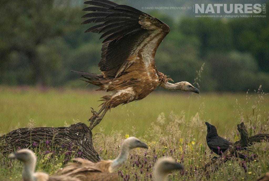 A Vulture Launches Into Flight - Photographed On The Natureslens Birds Of The Spanish Plains Photography Holiday