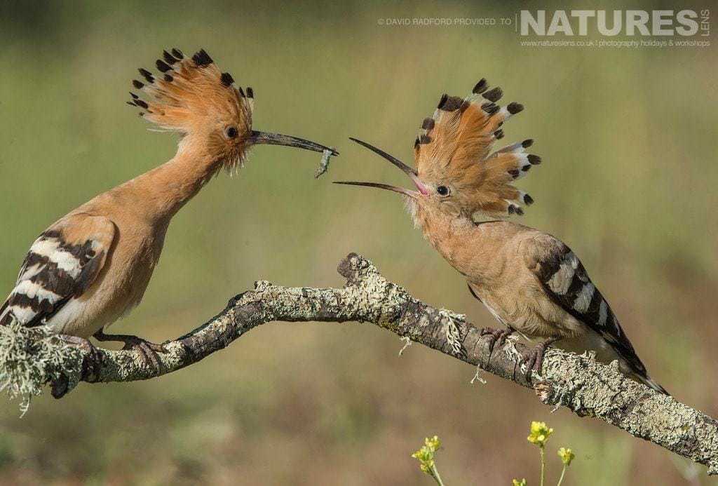 An Adult Hoopoe Gently Feeding A Caught Insect To One Of The Young From This Years Clutch - Photographed On The Natureslens Birds Of The Spanish Plains Photography Holiday