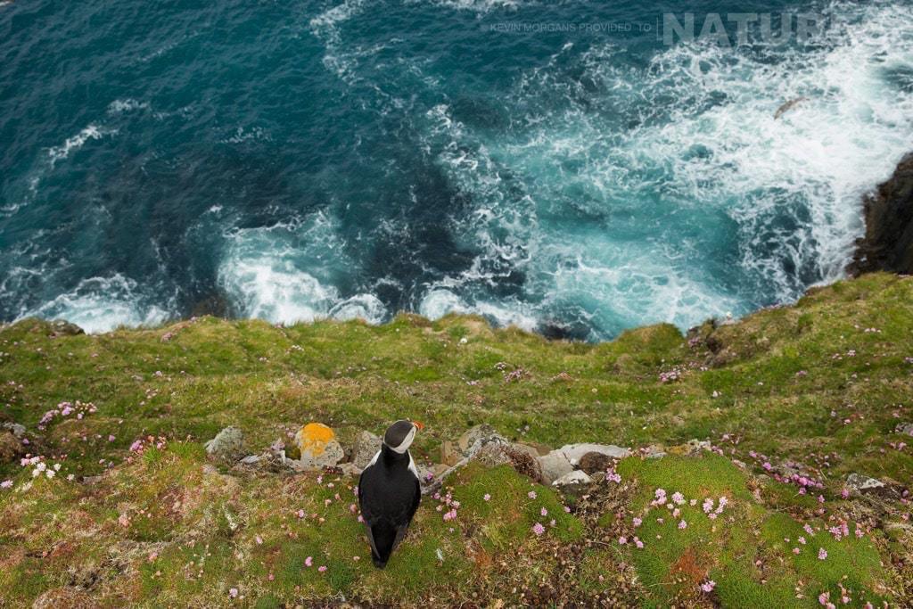 An Alternative View - Over The Edge - Photographed On The Natureslens Puffins Of Fair Isle Photographic Holiday