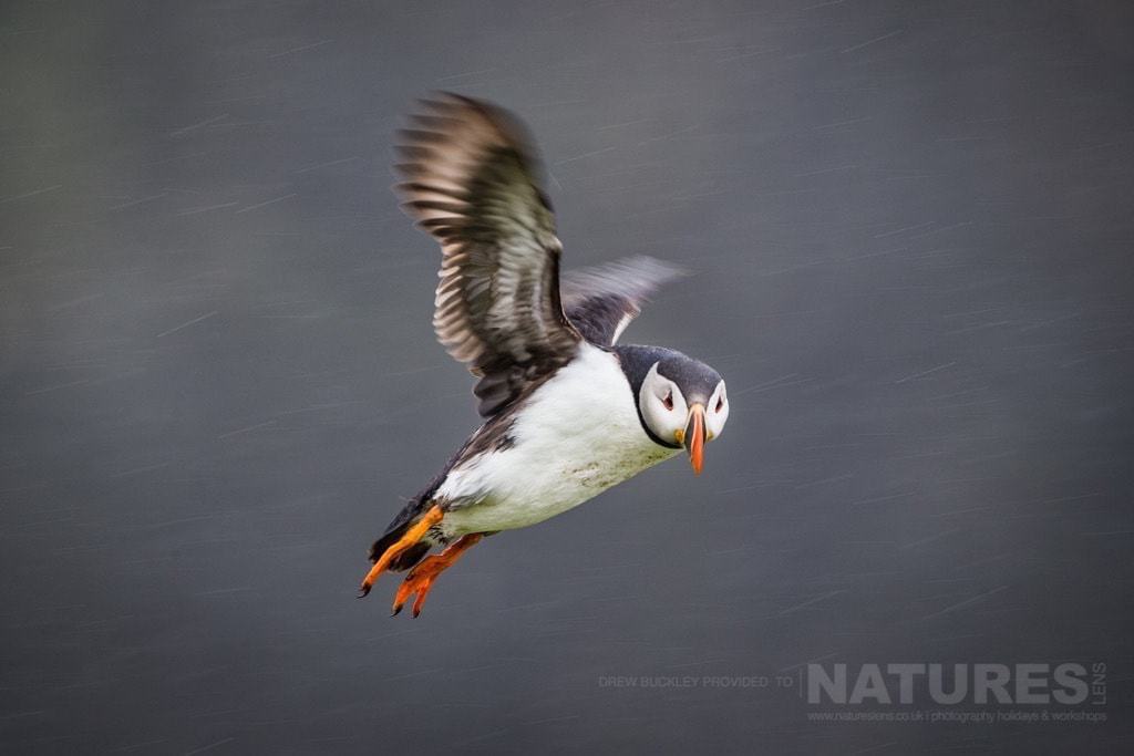An Atlantic Puffin Attempts A Landing Fghting Against The Rain - Photographed During The Natureslens Skomer Puffins Photography Holiday