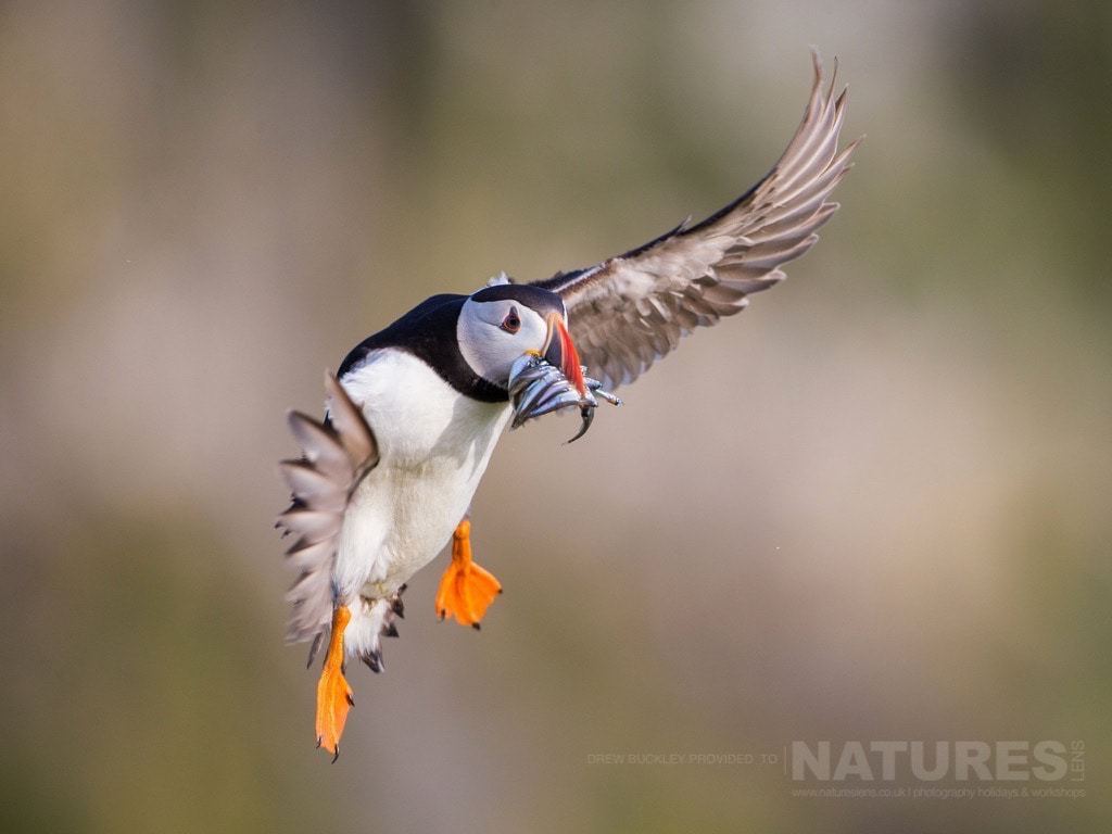 An Atlantic Puffin Seeks Out A Landing Place With A Beak Full Of Sand-Eels - Photographed During The Natureslens Skomer Puffins Photography Holiday