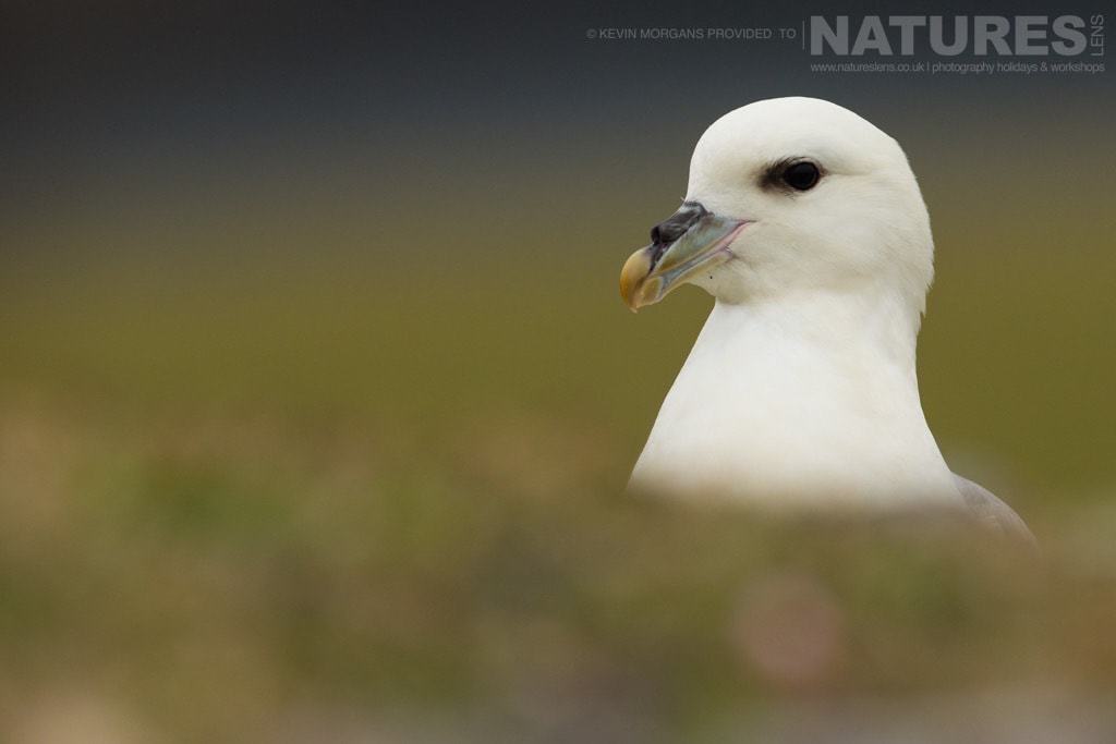 An Inquisitive Fulmar In The Reserve Near Sumburgh Head On Shetland- Photographed On The Natureslens Puffins Of Fair Isle Photographic Holiday
