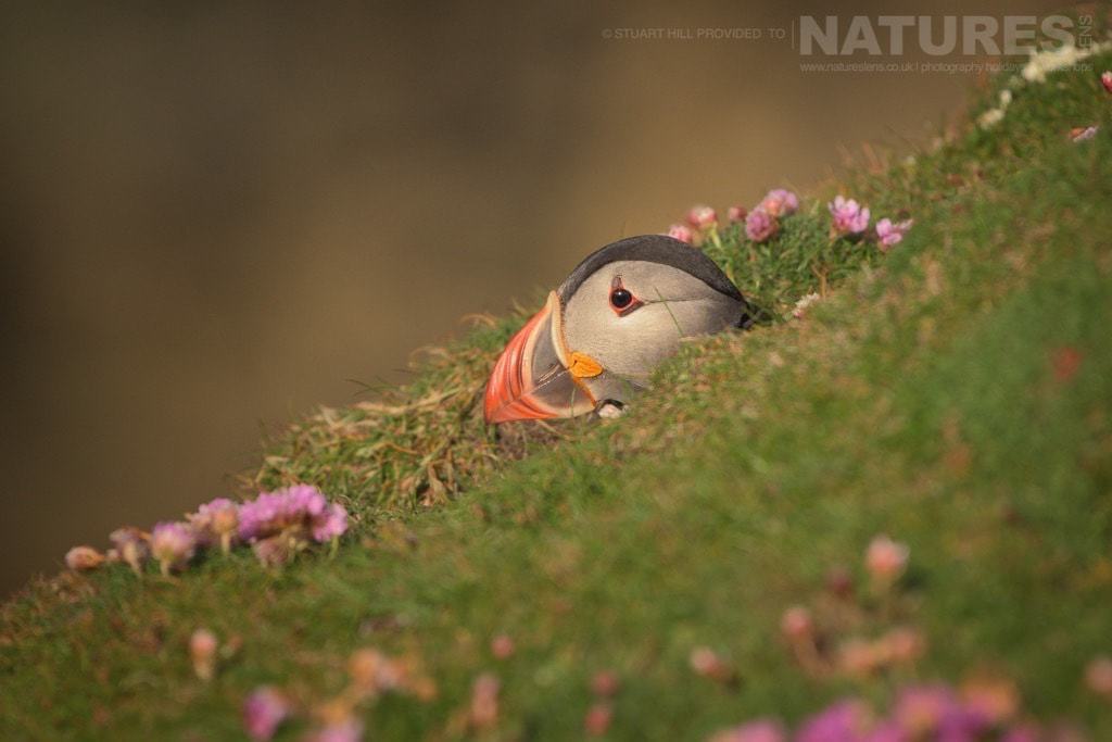 Bathed in golden light at the end of the day one of Fair Isles Atlantic Puffins emerges from its burrow photographed on the NaturesLens Puffins of Fair Isle Photography Holiday
