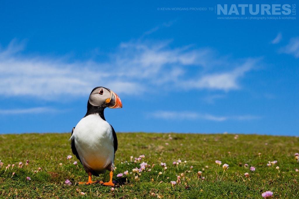 Captured In Wide-Angle, One Of The Puffins Of Fair Isle Framed Against A Glorious Sky - Photographed On The Natureslens Puffins Of Fair Isle Photographic Holiday